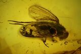 Detailed Fossil Fly & Ant In Baltic Amber #159756-2